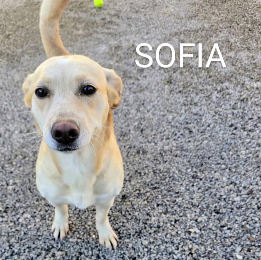 Du betrachtest gerade Sofia