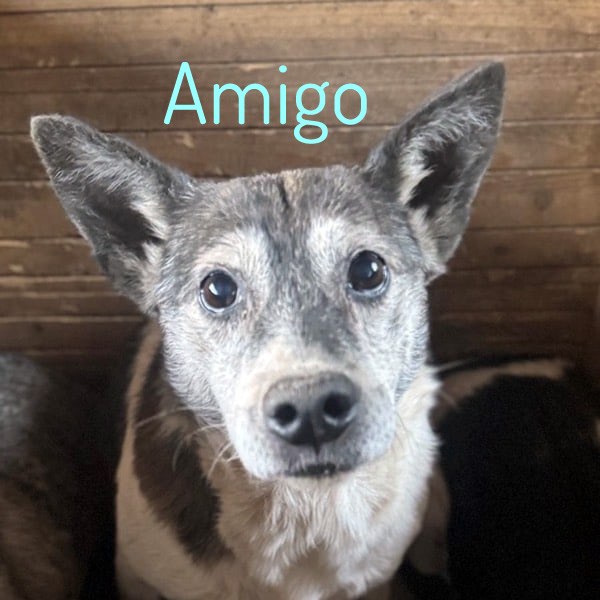 Du betrachtest gerade Amigo