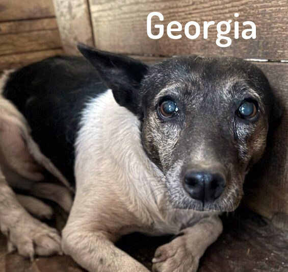 Du betrachtest gerade Georgia