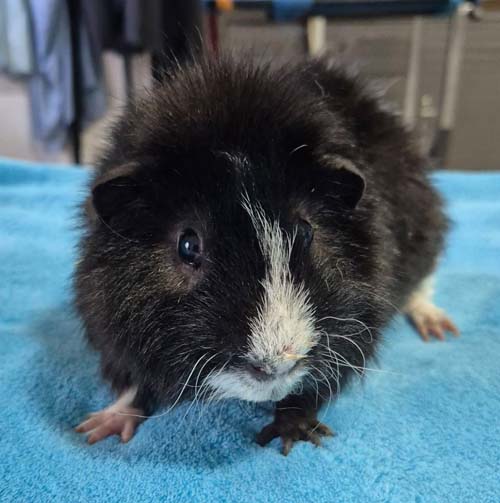 Du betrachtest gerade Blacky