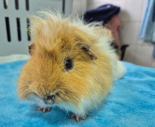 Du betrachtest gerade Fussel