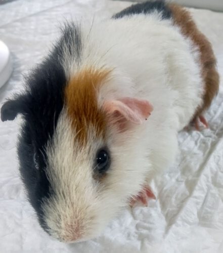 Du betrachtest gerade Muffin