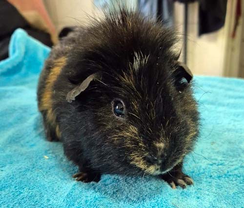 Du betrachtest gerade Oreo