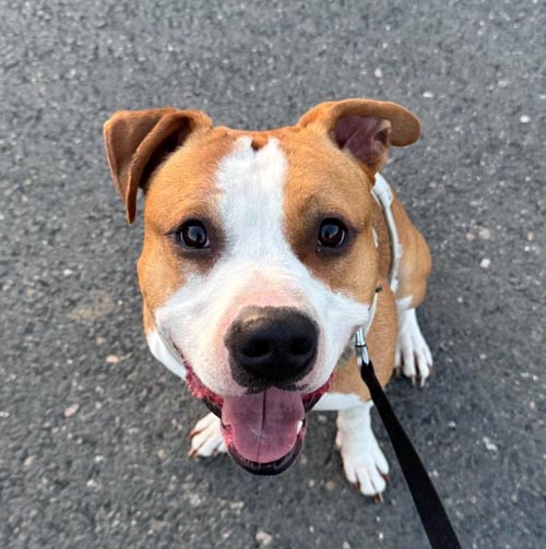 Du betrachtest gerade Caillou- externe Vermittlung