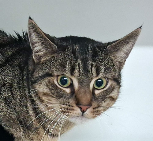 Du betrachtest gerade Caramello