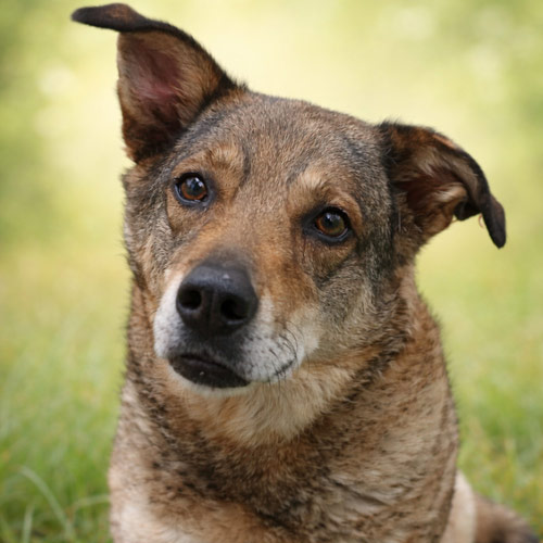 Du betrachtest gerade Joy