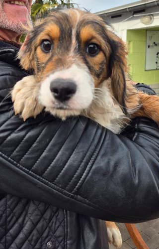 Du betrachtest gerade Celeste *RESERVIERT*