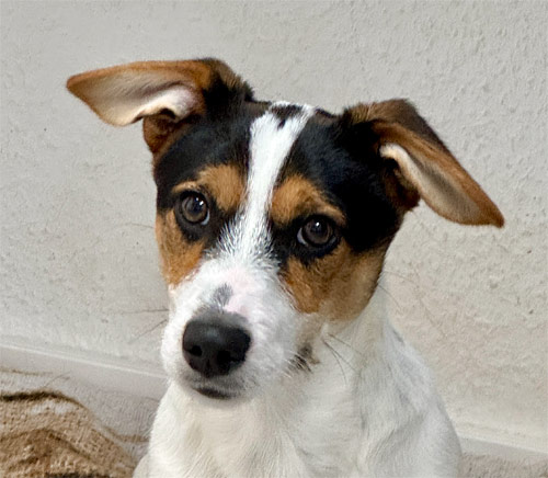 Du betrachtest gerade Milo