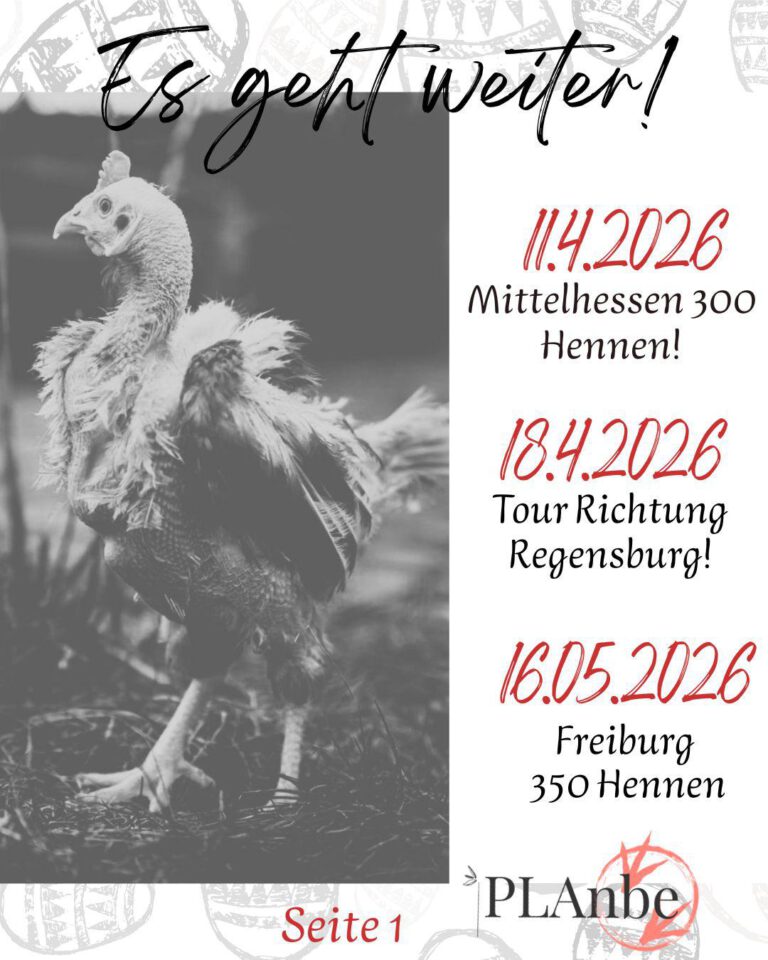 Hennerettung110426_1