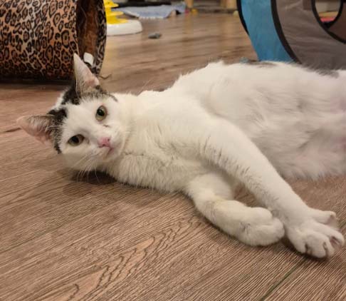 Du betrachtest gerade Püppi ext. Vermittlung