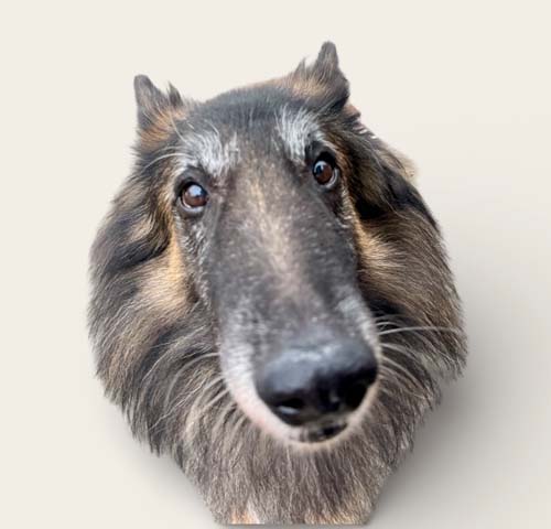 Du betrachtest gerade Pascha