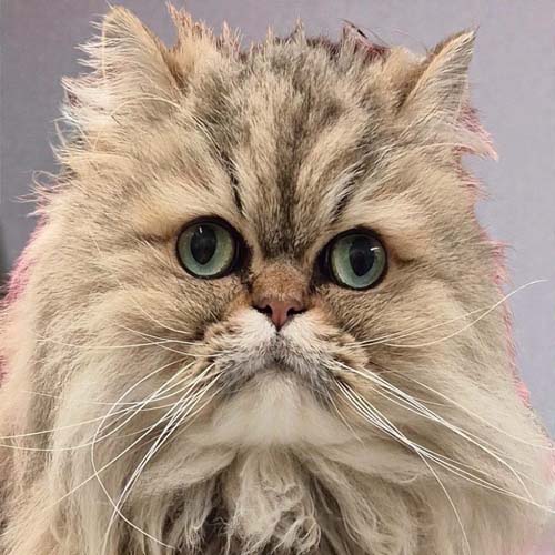 Du betrachtest gerade Leon