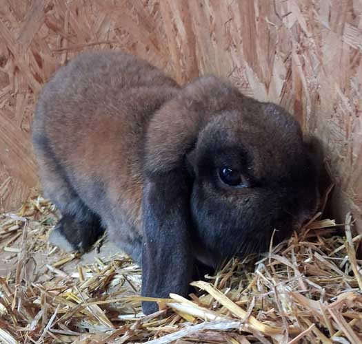 Du betrachtest gerade Bunny