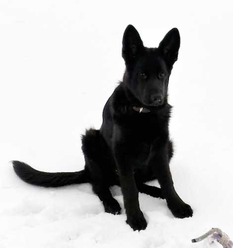 Du betrachtest gerade Candy – externe Vermittlung