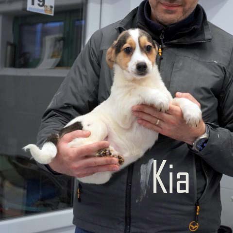 Du betrachtest gerade Kia