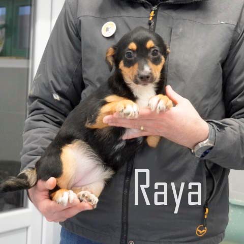 Du betrachtest gerade Raya