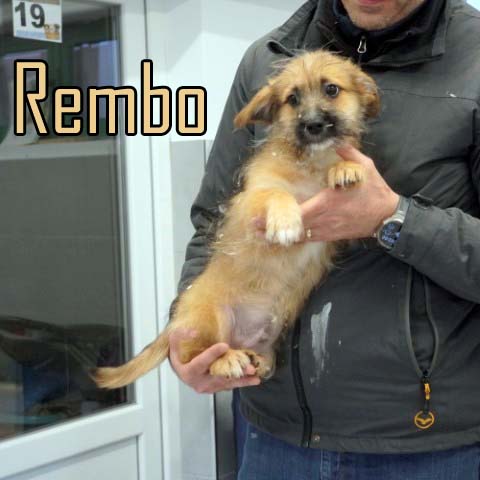 Du betrachtest gerade Rembo