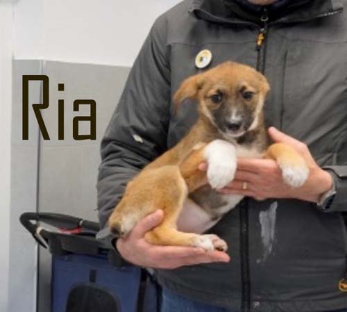 Du betrachtest gerade Ria