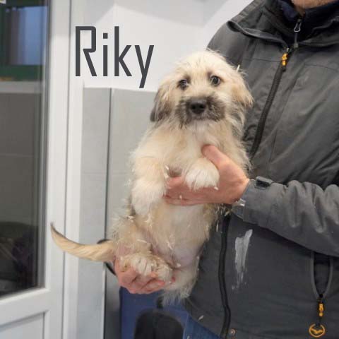 Du betrachtest gerade Riky