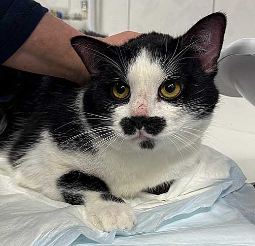 Du betrachtest gerade Papillon