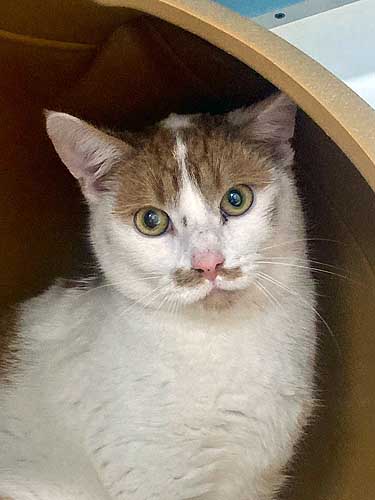 Du betrachtest gerade Pellegrino