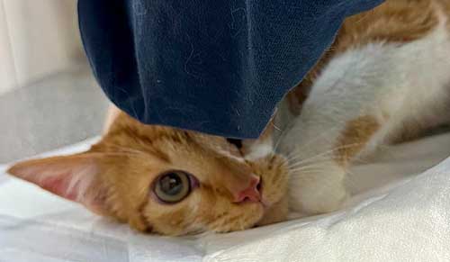 Du betrachtest gerade Philibert