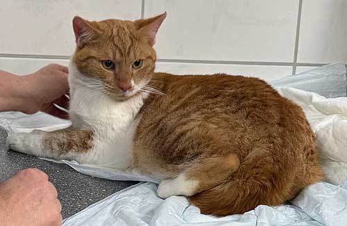 Du betrachtest gerade Pimiento *RESERVIERT*