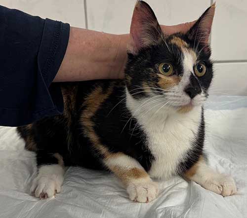 Du betrachtest gerade Pixie