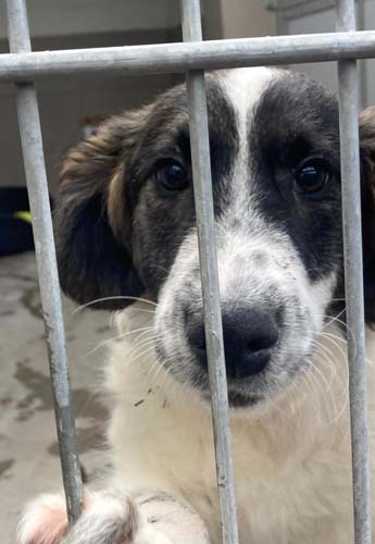 Du betrachtest gerade Kimi