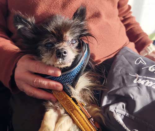 Du betrachtest gerade Gizmo