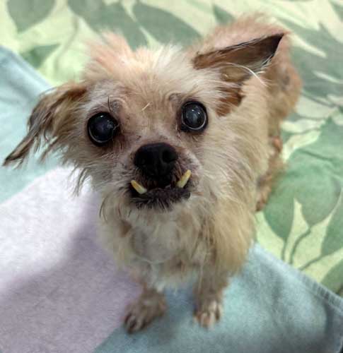 Du betrachtest gerade Maja