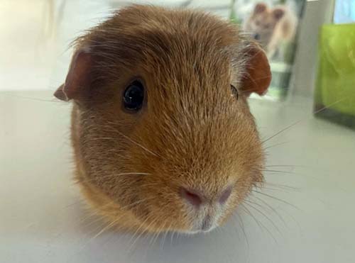 Du betrachtest gerade Füchslein