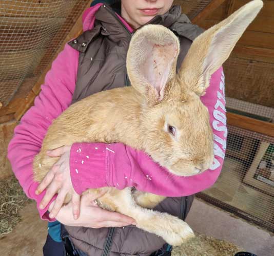 Du betrachtest gerade Lasse und Bosse