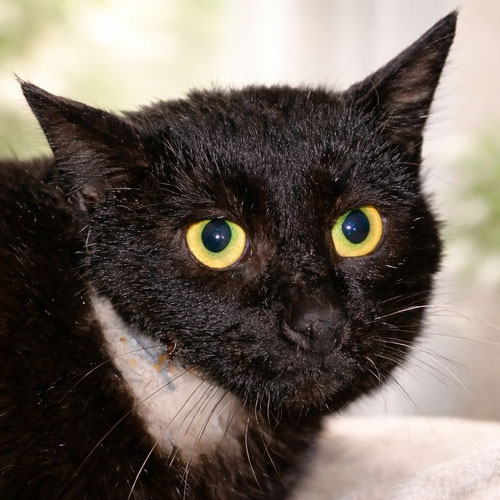 Du betrachtest gerade Bodo