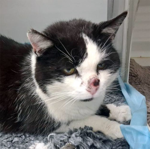 Du betrachtest gerade Colin