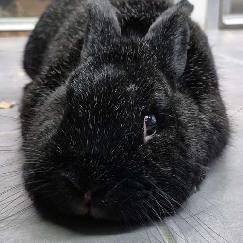 Du betrachtest gerade Keinohrhase