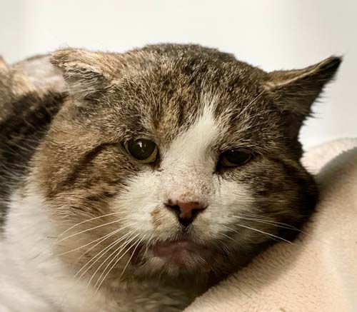 Du betrachtest gerade Merlin