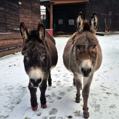 TierheimGelnhausen_Esels